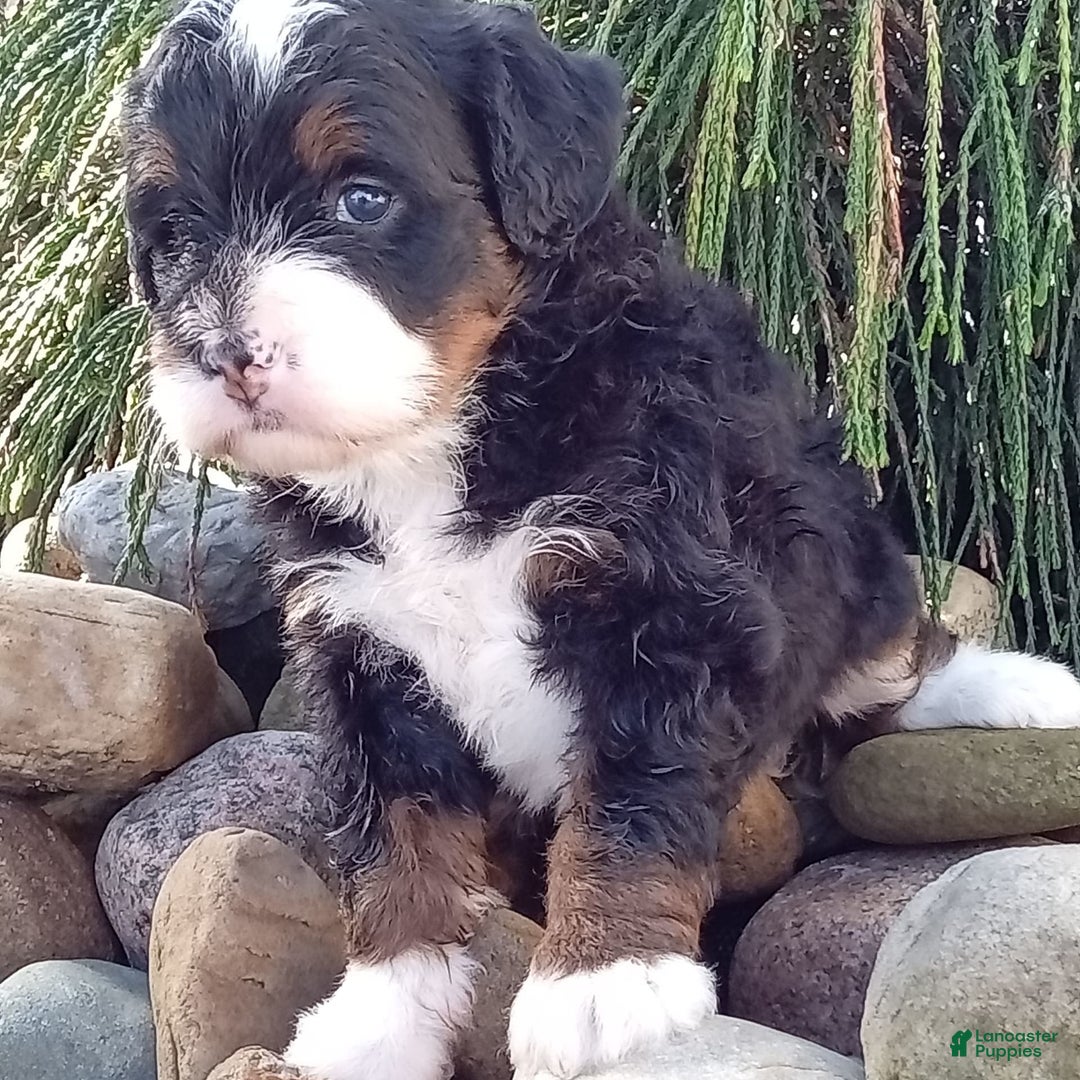 Mini Bernedoodle dogs for sale: Oakley - Image 36