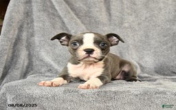 Boston Terrier dogs for sale: Moxie - Image 2