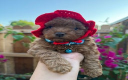 Toy Poodle dogs for sale: Pudding - Image 4