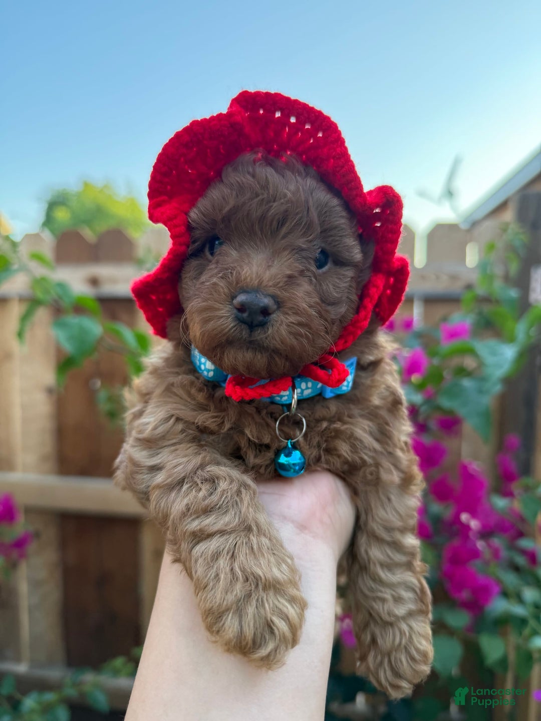 Toy Poodle dogs for sale: Pudding - Image 4