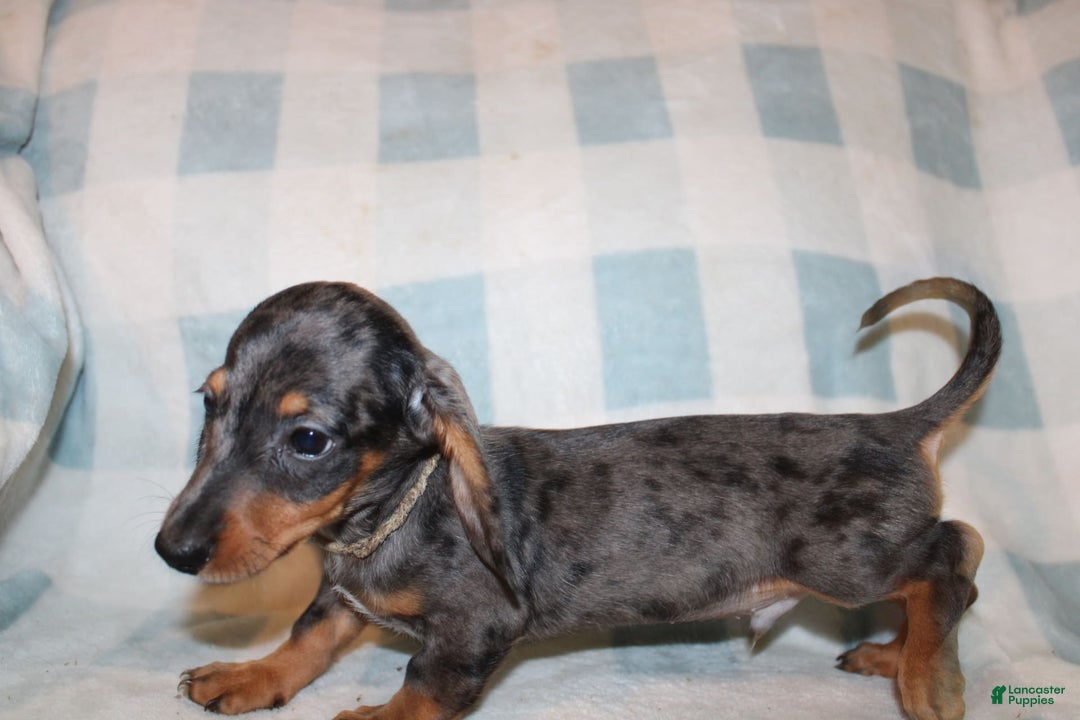 Miniature Dachshund dogs for sale: Teddy Mini - Image 24