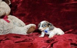 Miniature Dachshund dogs for sale: River - Image 4