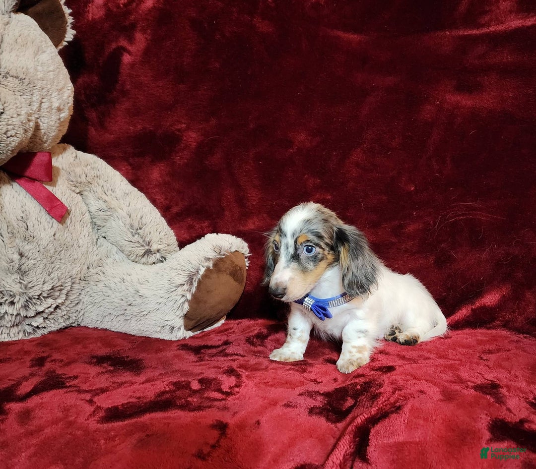Miniature Dachshund dogs for sale: River - Image 4