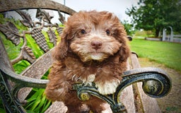 Havapoo dogs for sale: Rosie - Image 13