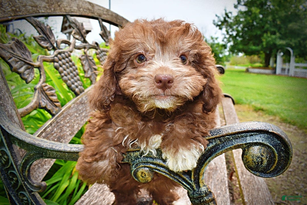 Havapoo dogs for sale: Rosie - Image 13