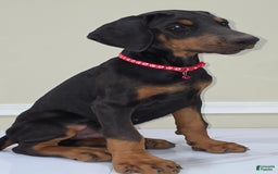 Doberman Pinscher dogs for sale: Cuco - Image 3