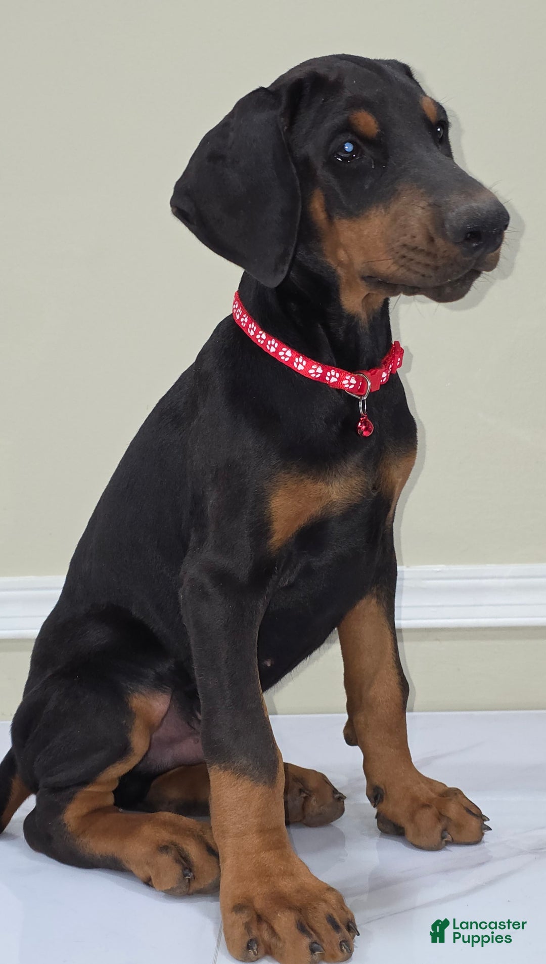 Doberman Pinscher dogs for sale: Cuco - Image 3