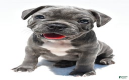 Frenchton dogs for sale: Buddy - Image 6