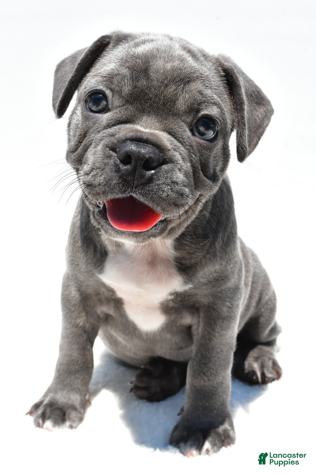 Frenchton dogs for sale: Buddy - Image 6