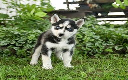 Pomsky dogs for sale: Kit - Image 4