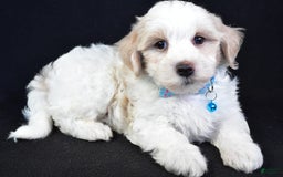 Maltipoo dogs for sale: Bruce - Image 1