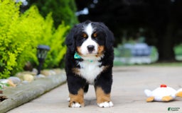 Bernese Mountain Dog dogs for sale: Anson - Image 4
