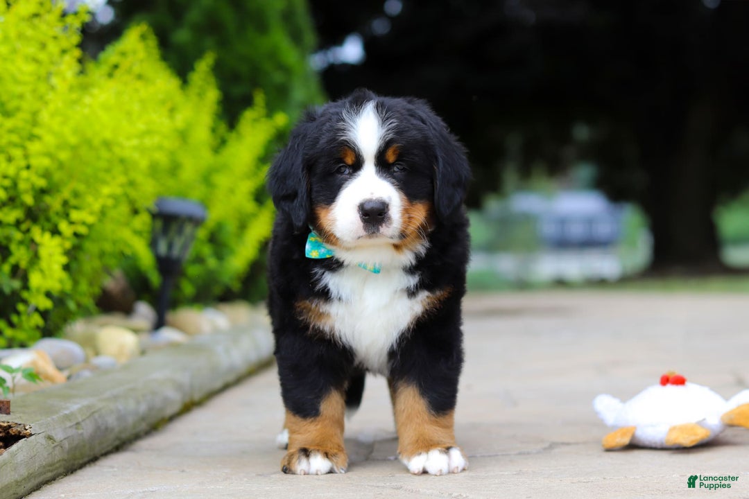Bernese Mountain Dog dogs for sale: Anson - Image 4