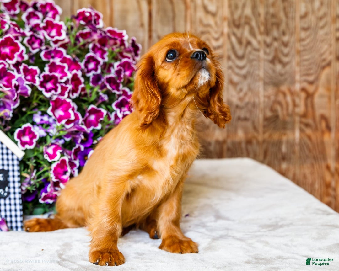 Cavalier King Charles Spaniel dogs for sale: Logan - Image 4