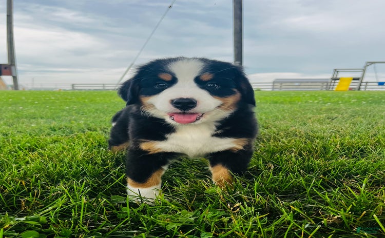 Bernese Mountain Dog dogs for sale - Ad 1