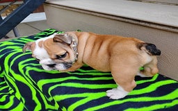 English Bulldog dogs for sale: Reba - Image 6
