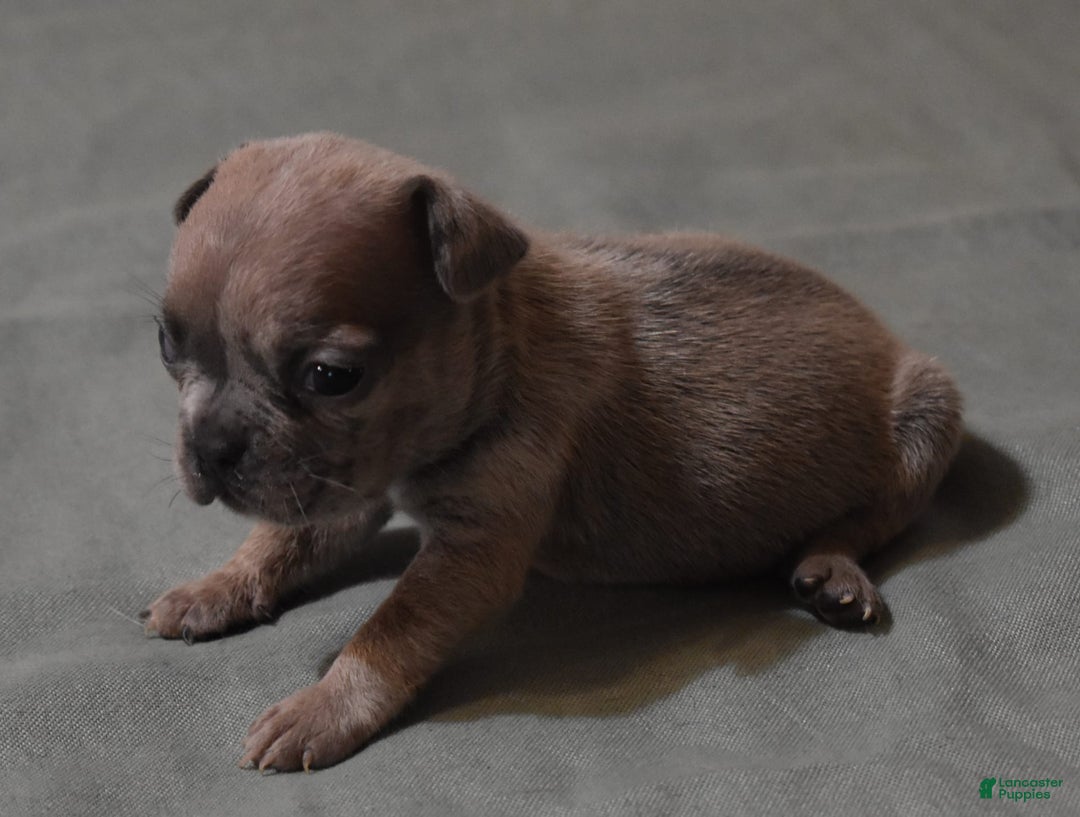 French Bulldog dogs for sale: SAMMY LILAC MERLE - Image 3
