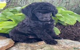 Standard Poodle dogs for sale: Royce - Image 4