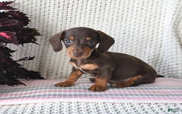 Miniature Dachshund dogs for sale: Rocky - Image 3