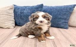 Mini Bernedoodle dogs for sale: Archie - Image 2