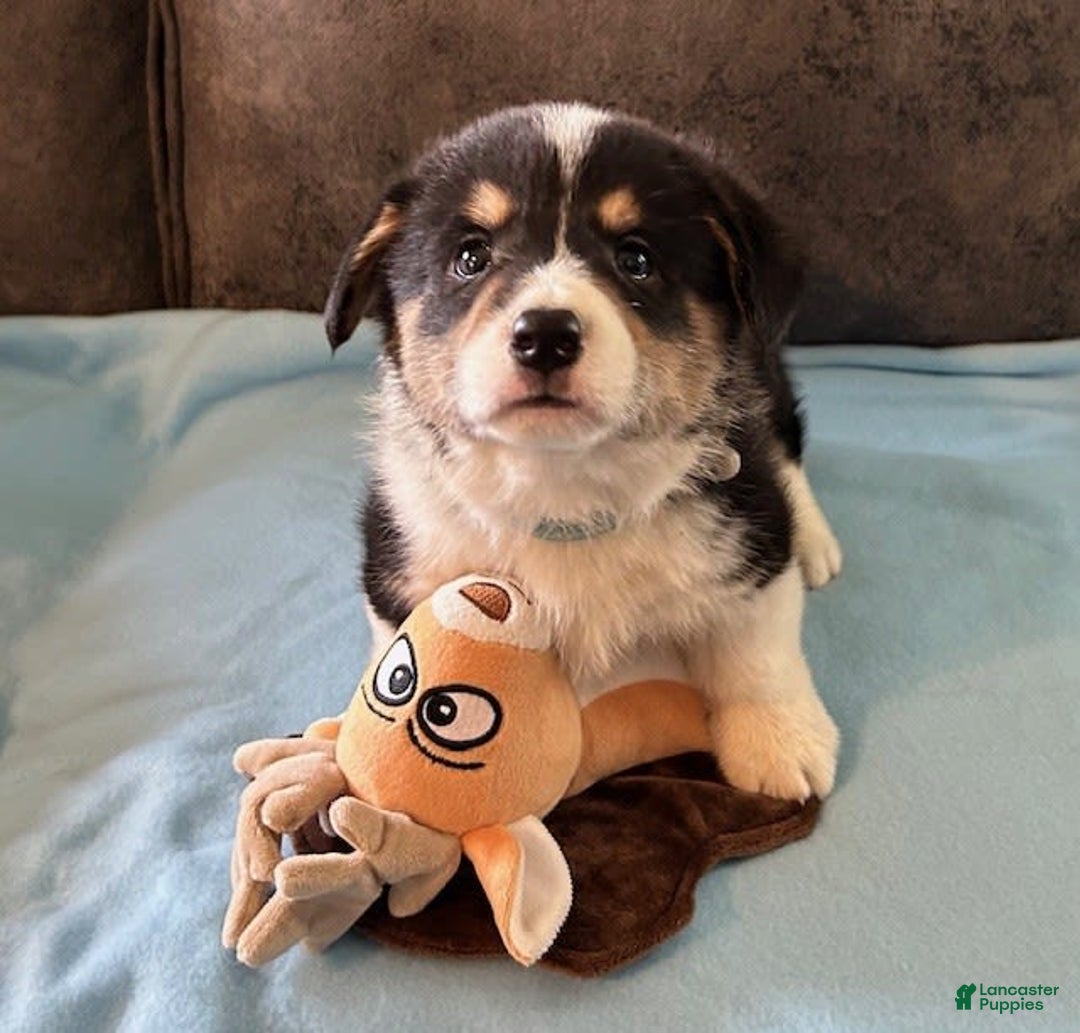 Welsh Corgi Pembroke dogs for sale: Blue Collar Boy - Image 2