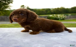 Miniature Dachshund dogs for sale: Spencer - Image 7