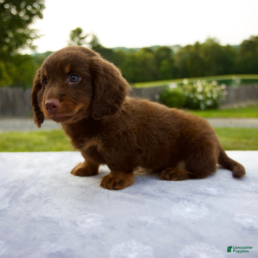 Miniature Dachshund dogs for sale: Spencer - Image 7