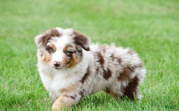 Australian Shepherd dogs for sale: Dexter - Image 2
