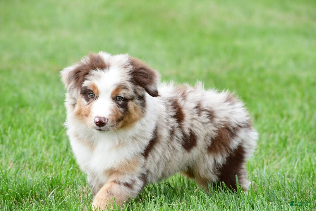 Australian Shepherd dogs for sale: Dexter - Image 2