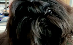 Shih Tzu dogs for sale: Spice - Image 5