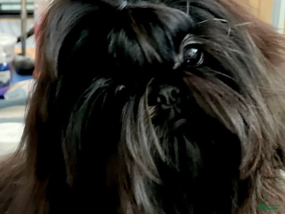 Shih Tzu dogs for sale: Spice - Image 5