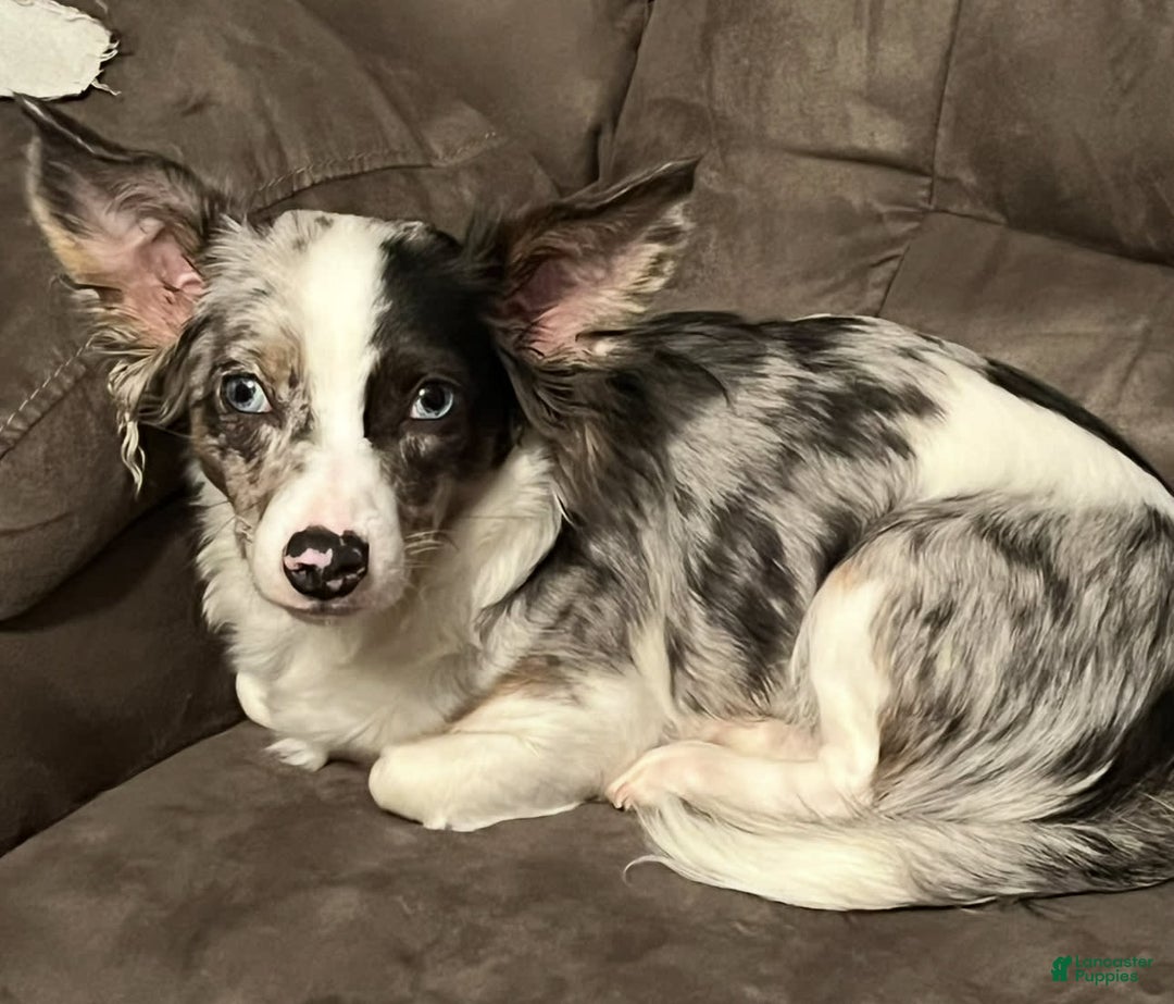 Chihuahua dogs for sale: Carter - Image 3