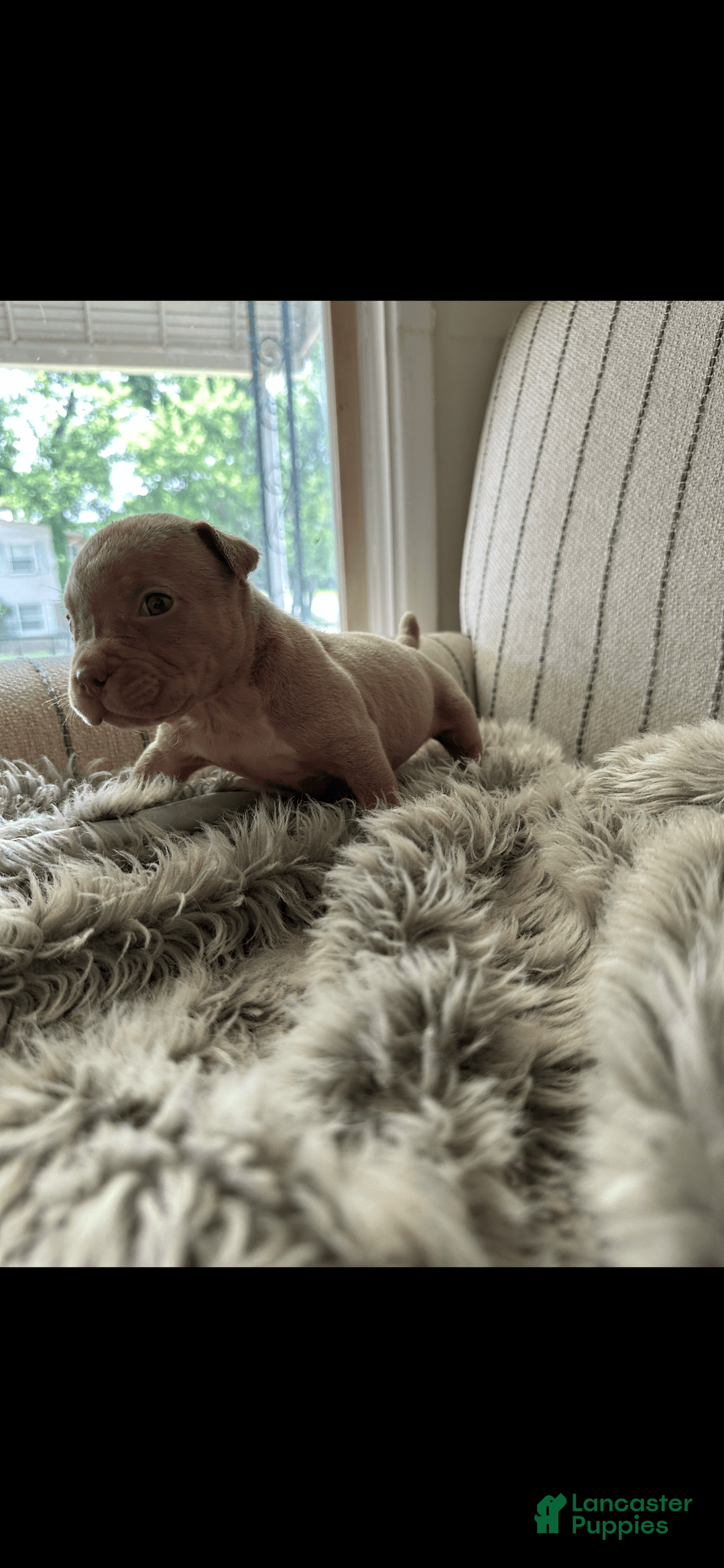 American Bully dogs for sale: Simba - Image 8