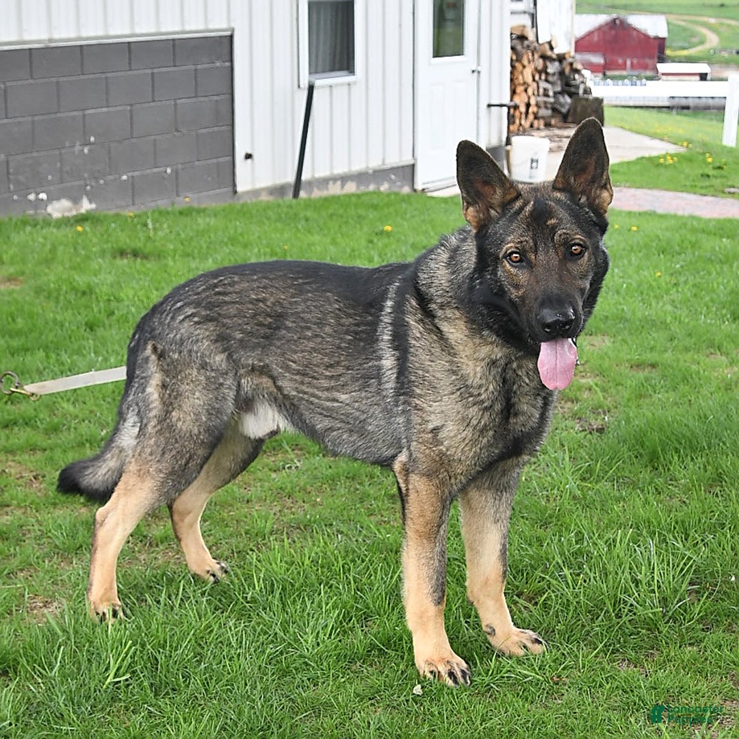 German Shepherd dogs for sale: Marshall - Image 7