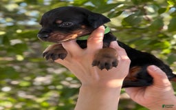 Doberman Pinscher dogs for sale: Green Collar - Image 8