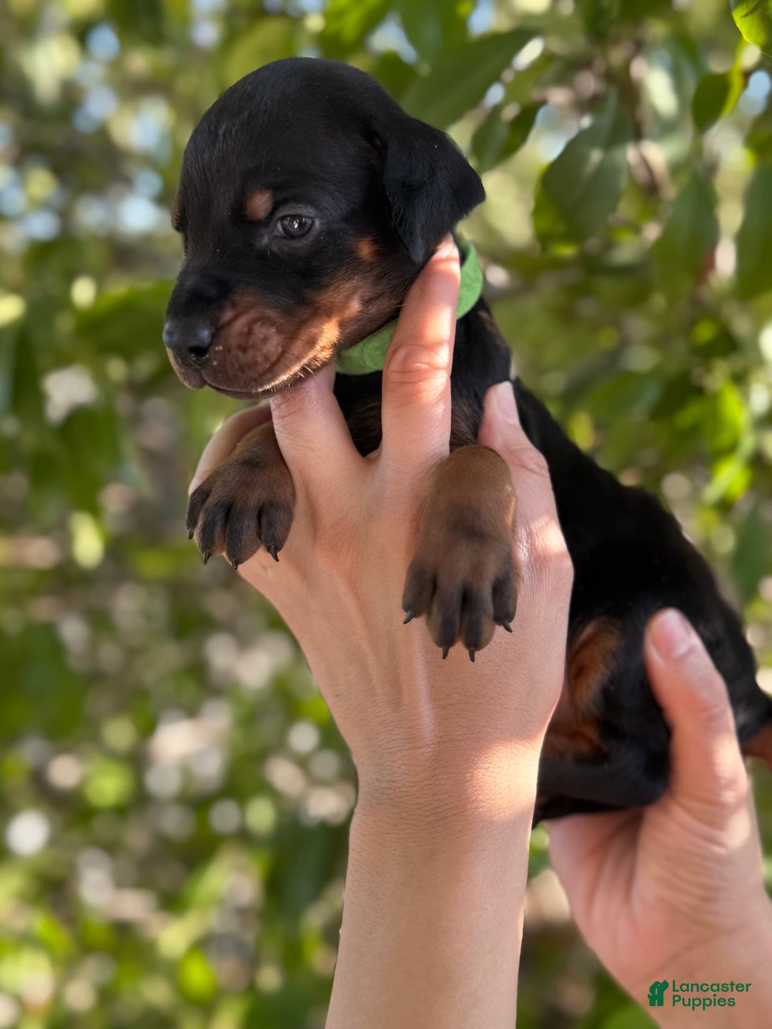 Doberman Pinscher dogs for sale: Green Collar - Image 8