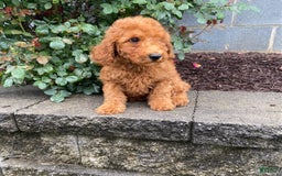 Mini Goldendoodle dogs for sale: Bo - Image 4