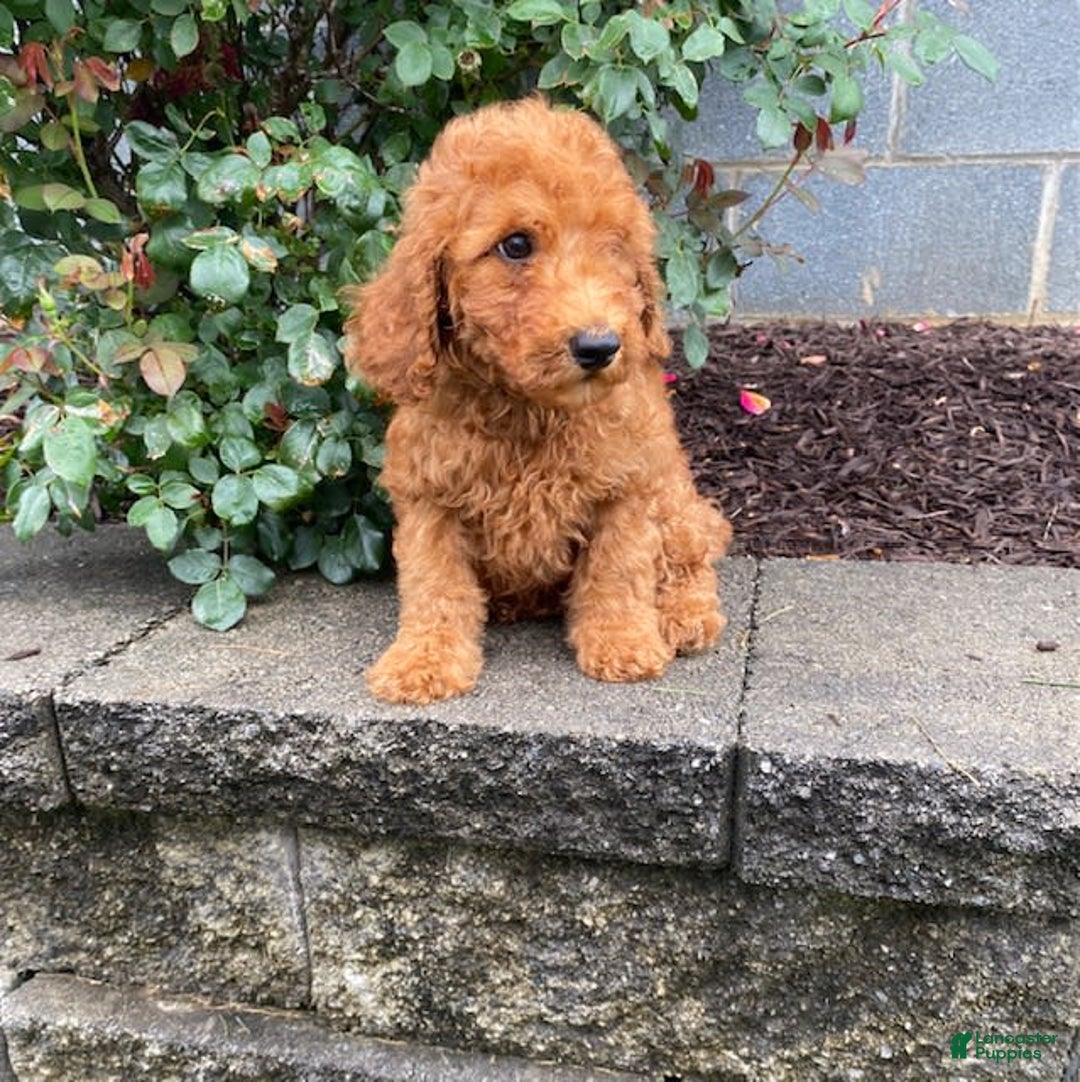 Mini Goldendoodle dogs for sale: Bo - Image 4