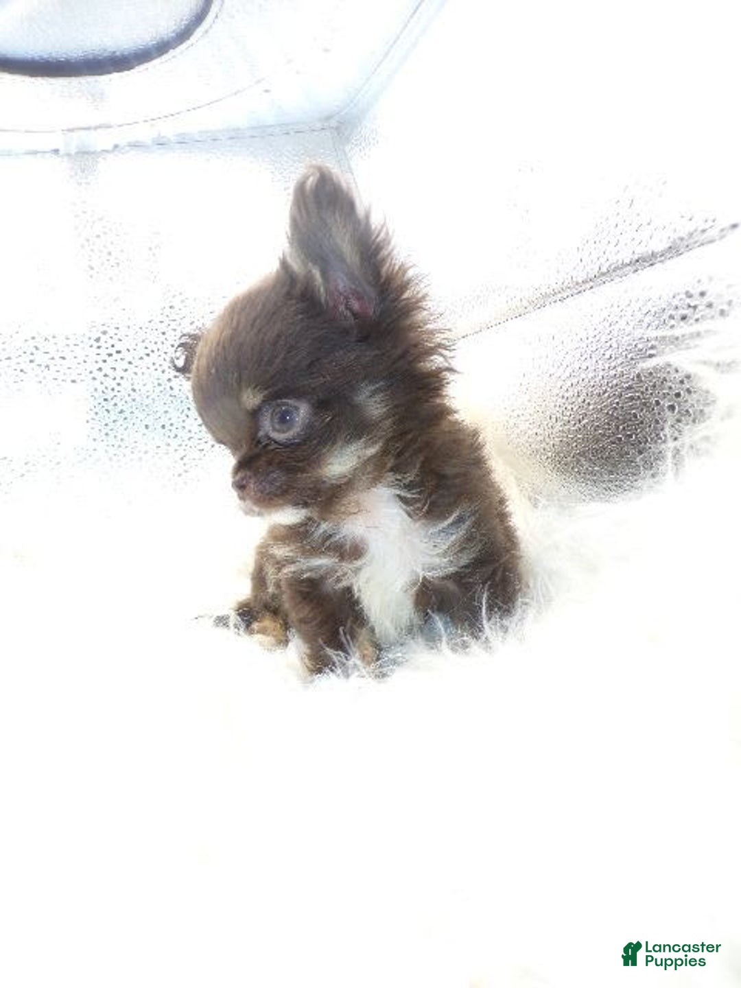Chihuahua dogs for sale: Full Akc   Dealer - Image 9