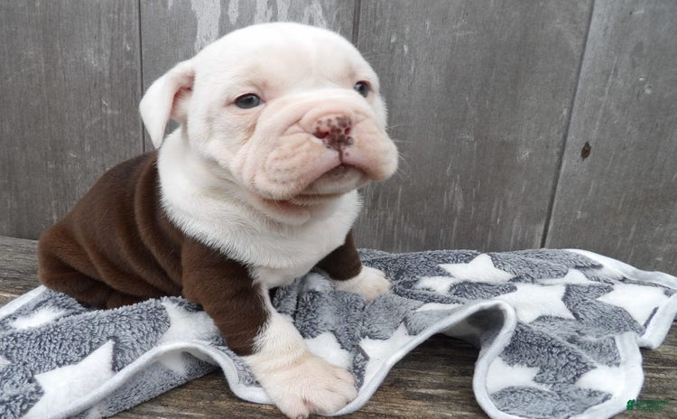 American Bulldog dogs - Advert 21