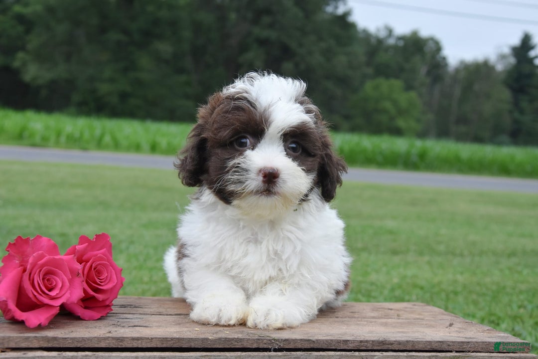 Teddy Bear dogs for sale: Addison - Image 3