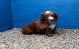 Cavapoo dogs for sale: Sean - Image 16