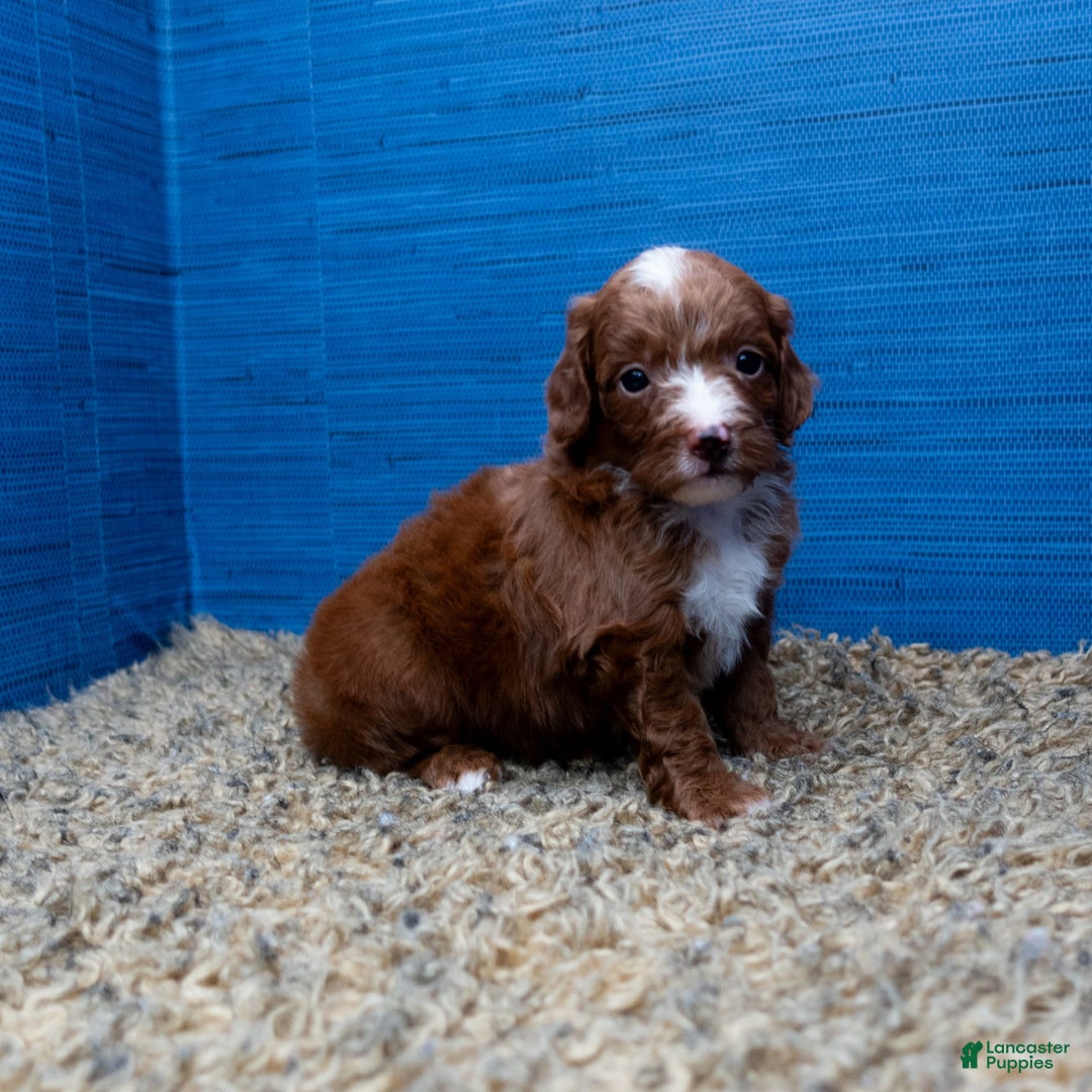 Cavapoo dogs for sale: Sean - Image 16