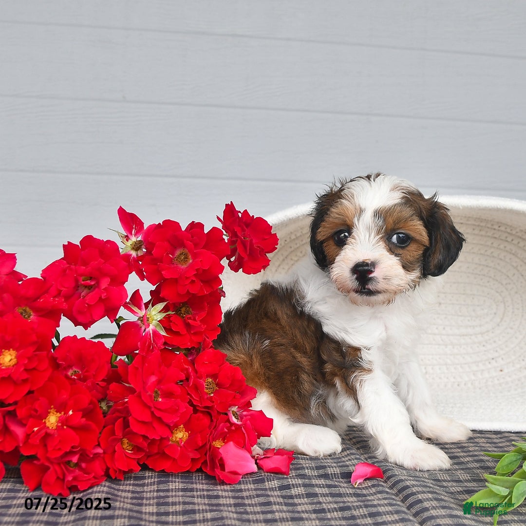 Lhasapoo dogs for sale: Pecan - Image 3