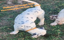 Dalmatian dogs for sale: Belles Orange Lua Girl - Image 3