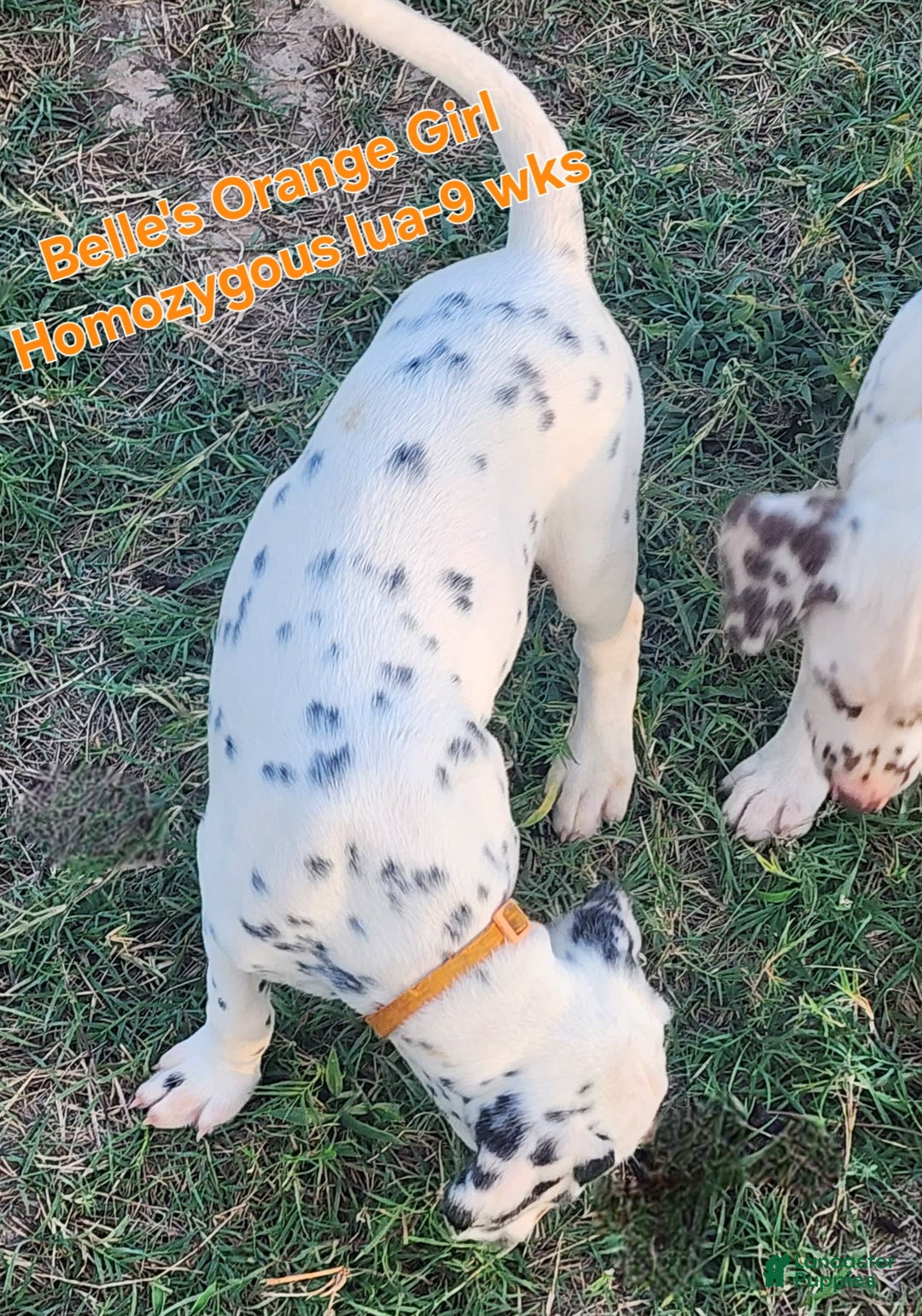 Dalmatian dogs for sale: Belles Orange Lua Girl - Image 3