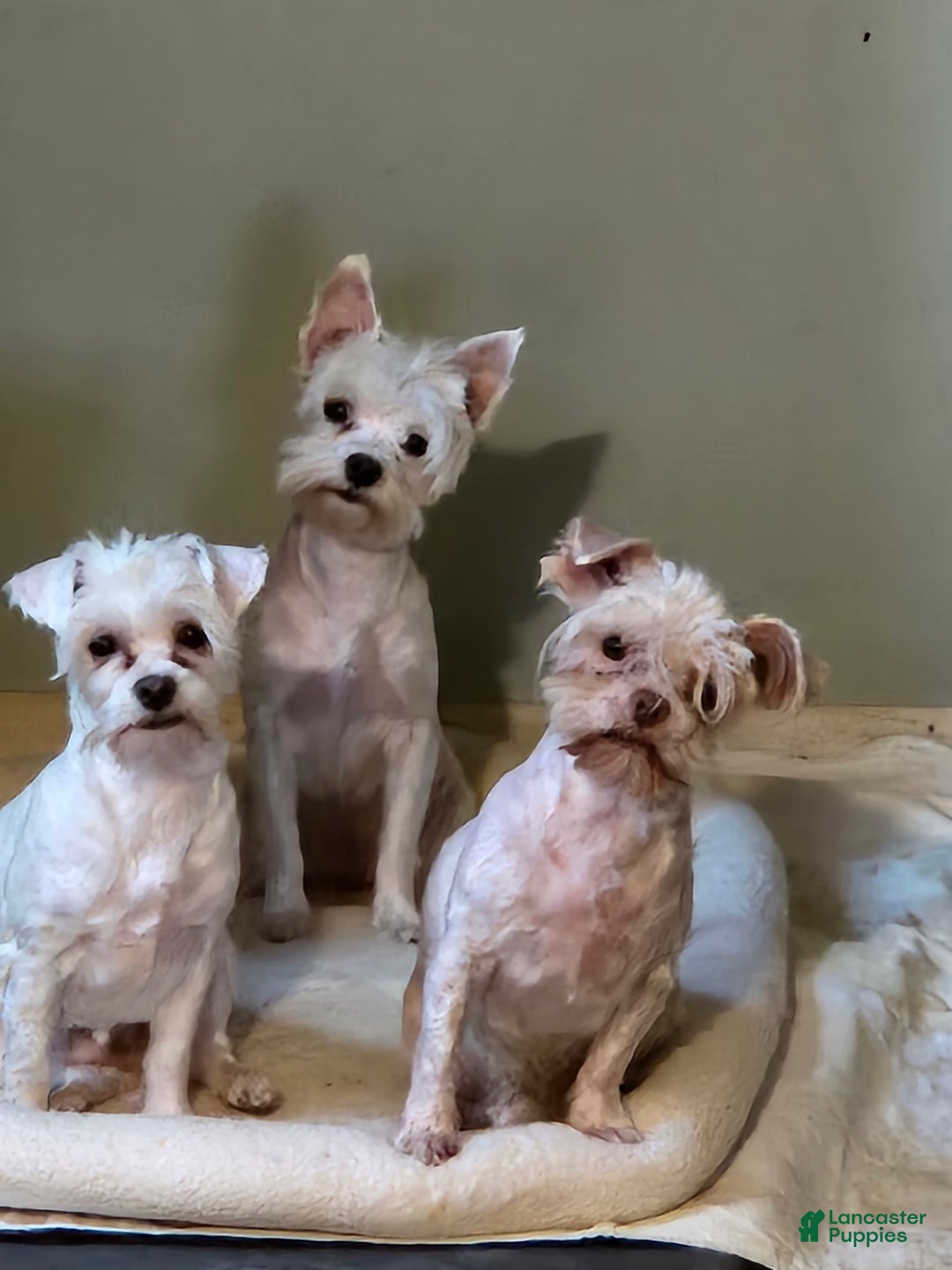 Yorkshire Terrier dogs for sale: Romeo - Image 12