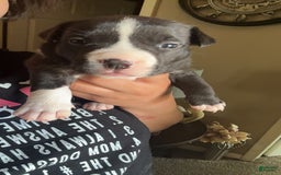 American Bulldog dogs for sale: Puppy E - Listing for pets: Puppy A, Puppy B, Puppy C, Puppy D, Puppy E - Image 1