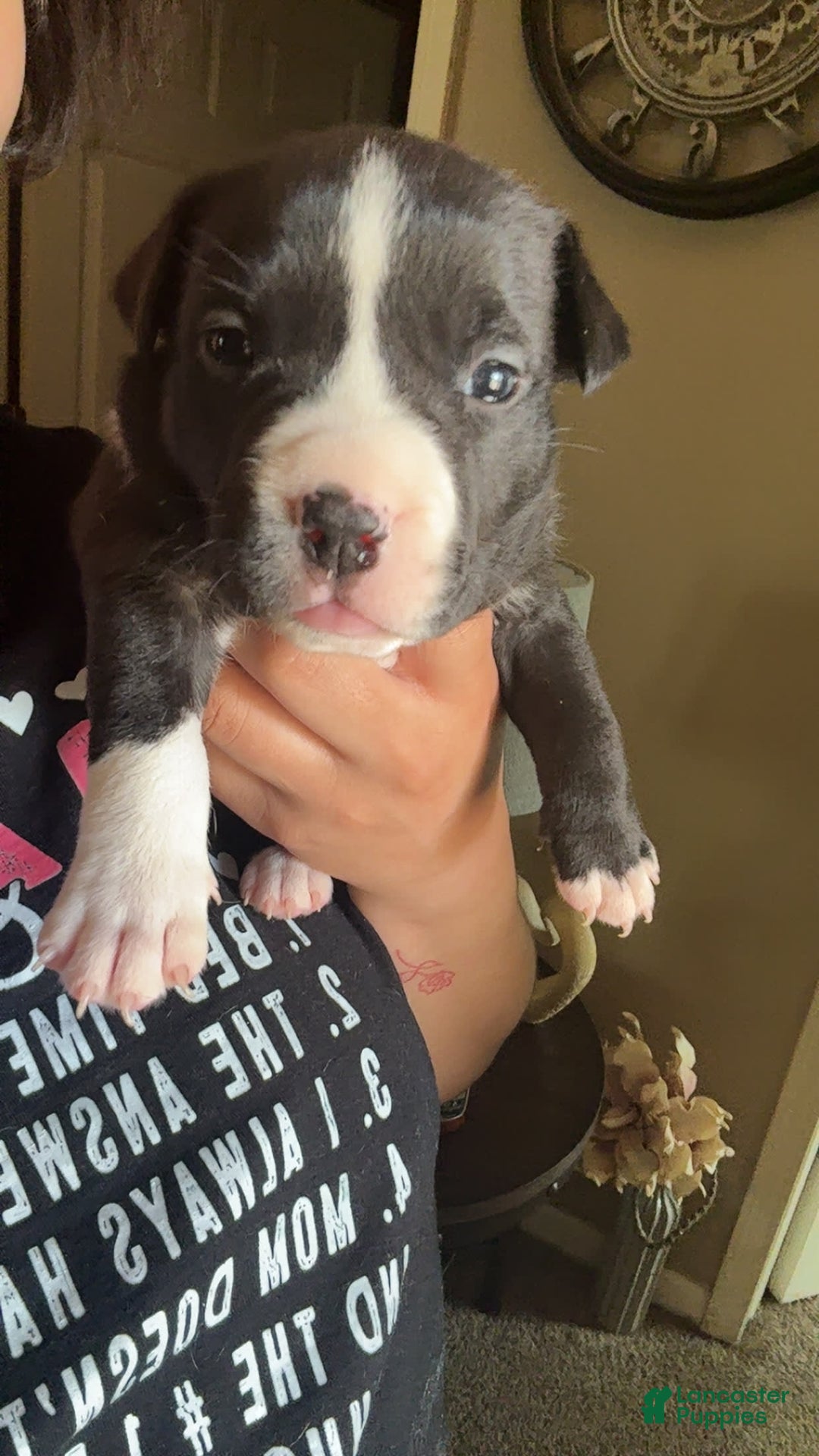 American Bulldog dogs for sale: Puppy E - Listing for pets: Puppy A, Puppy B, Puppy C, Puppy D, Puppy E - Image 1