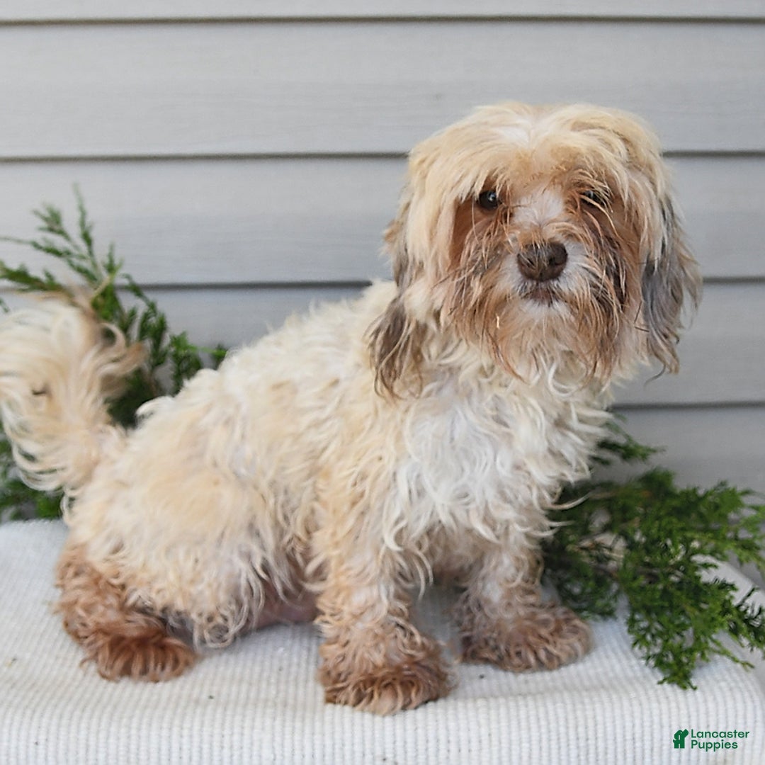 Havapoo dogs for sale: Wren - Image 11